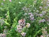 IMG_6790.jpeg