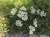 IMG_6833.jpeg
