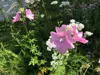 IMG_6834.jpeg