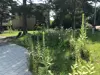 IMG_6803.jpeg